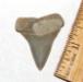 Mako Shark Tooth